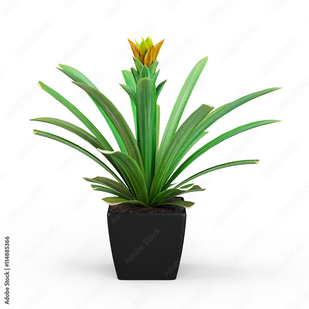 白色背景下隔离的花盆中的菠萝花丛。3D渲染，3D插图。