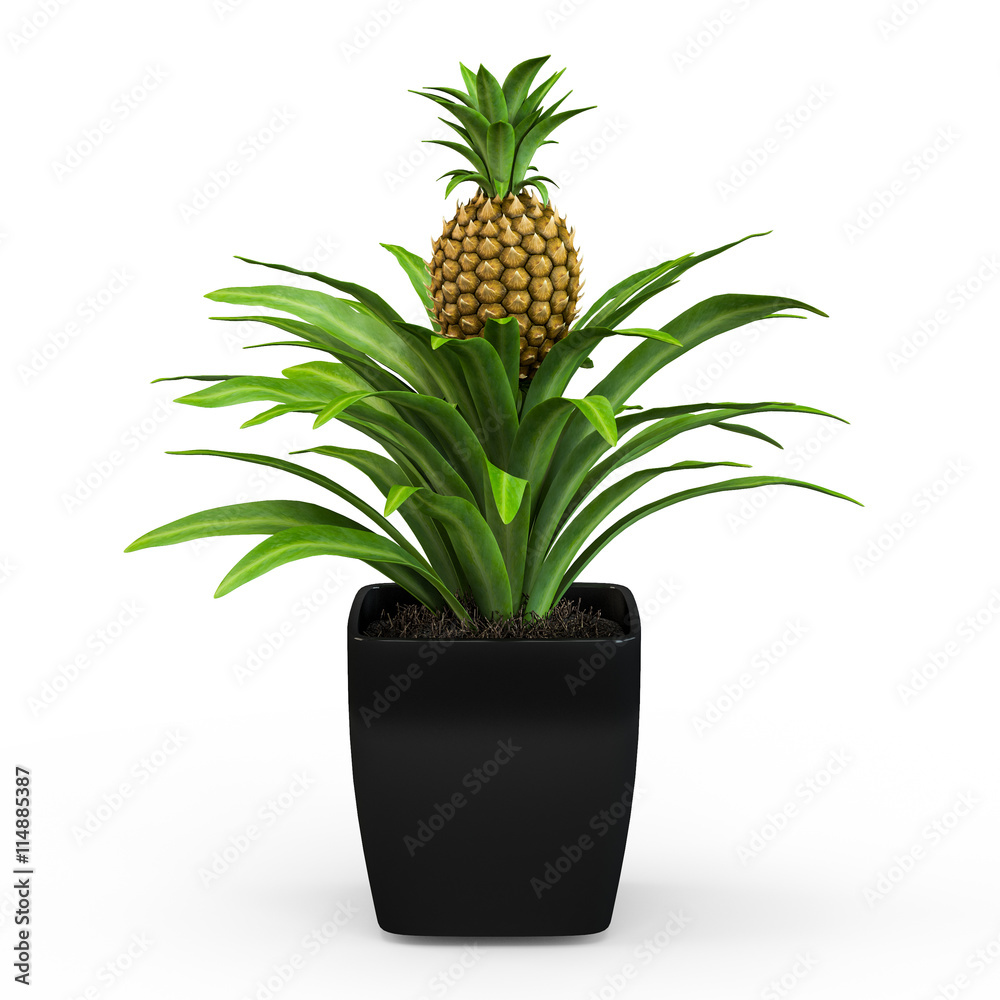 新鲜的热带菠萝灌木在白色背景下隔离的花盆中。3D渲染，3D插图。