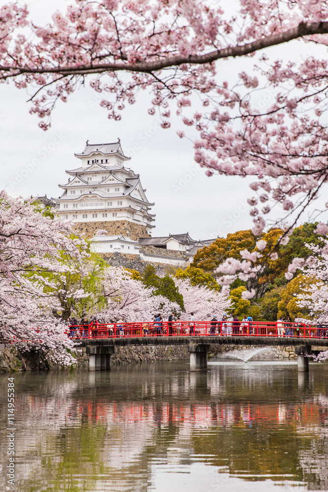 美丽樱花季节的日本姬路城堡、白鹭城堡