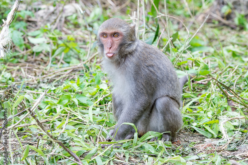 Formosan macaques tongue(taiwanese monkey) 
