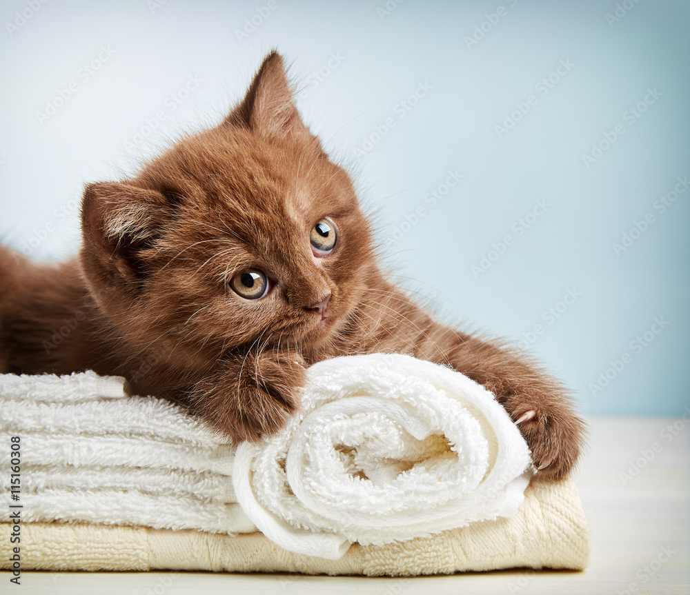 小猫和毛巾