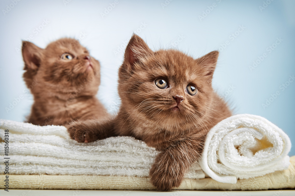 kitten and towels