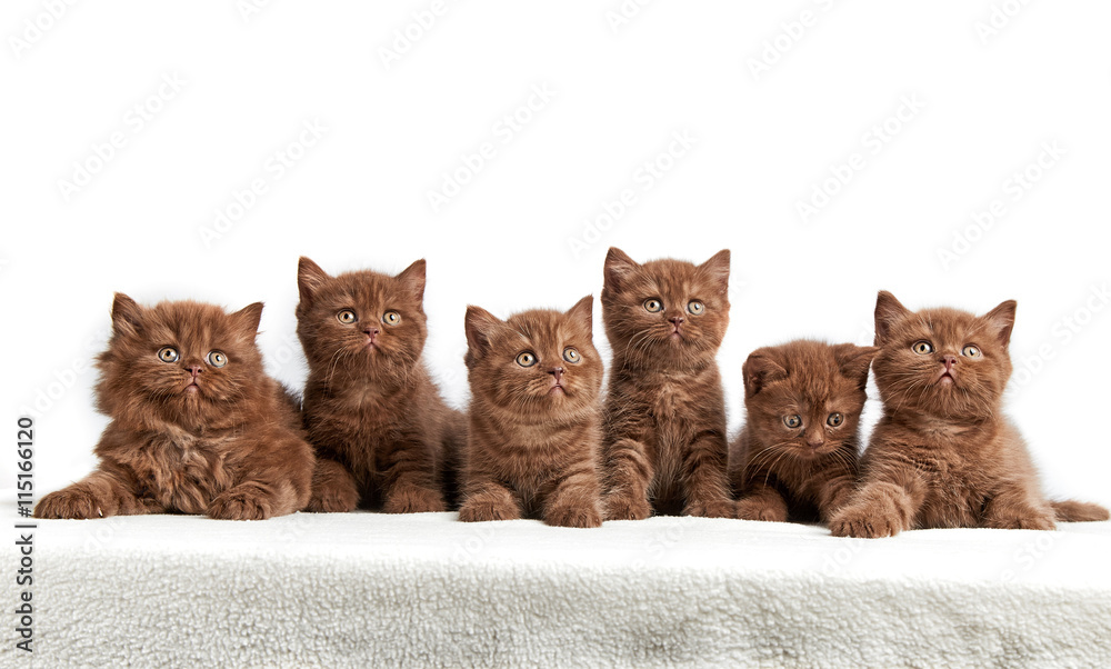 六只棕色英国小猫