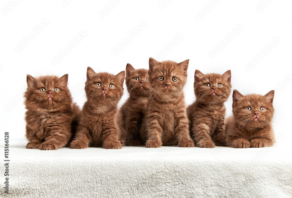 六只棕色英国小猫