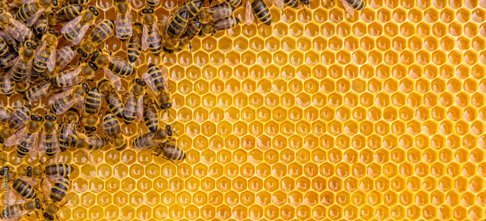 蜜蜂在蜂蜜细胞上工作的特写