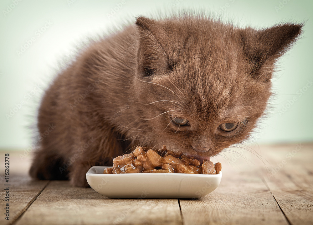 小猫吃猫粮