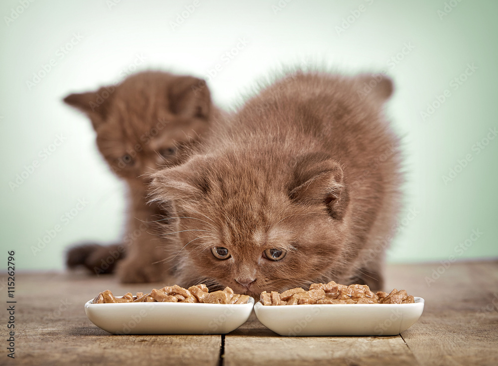 小猫吃猫粮
