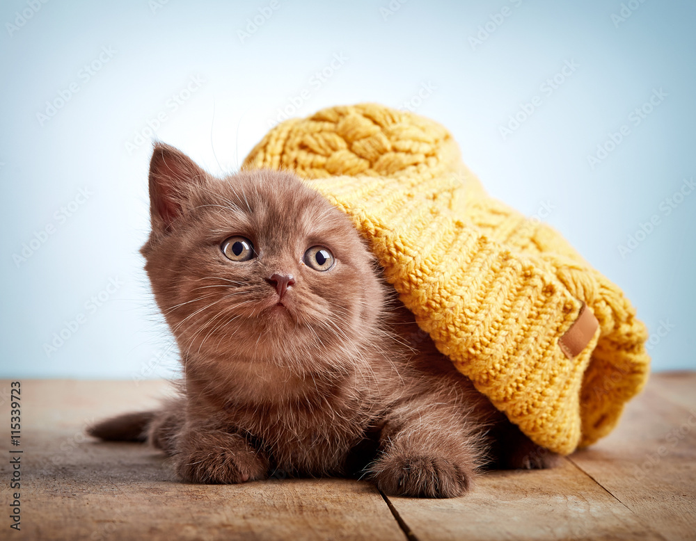 戴针织帽的棕色英国小猫