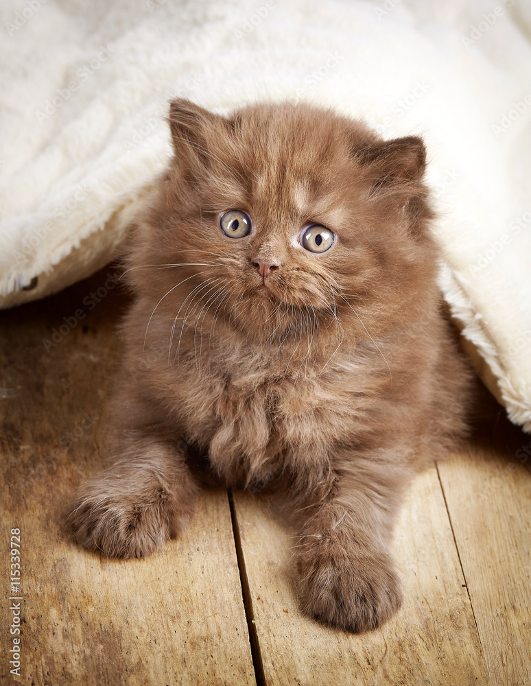 棕色英国长毛小猫