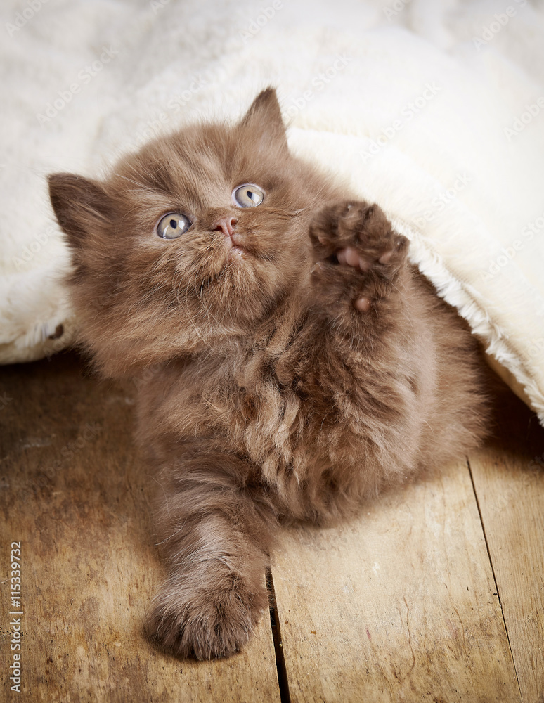 brown british longhair kitten