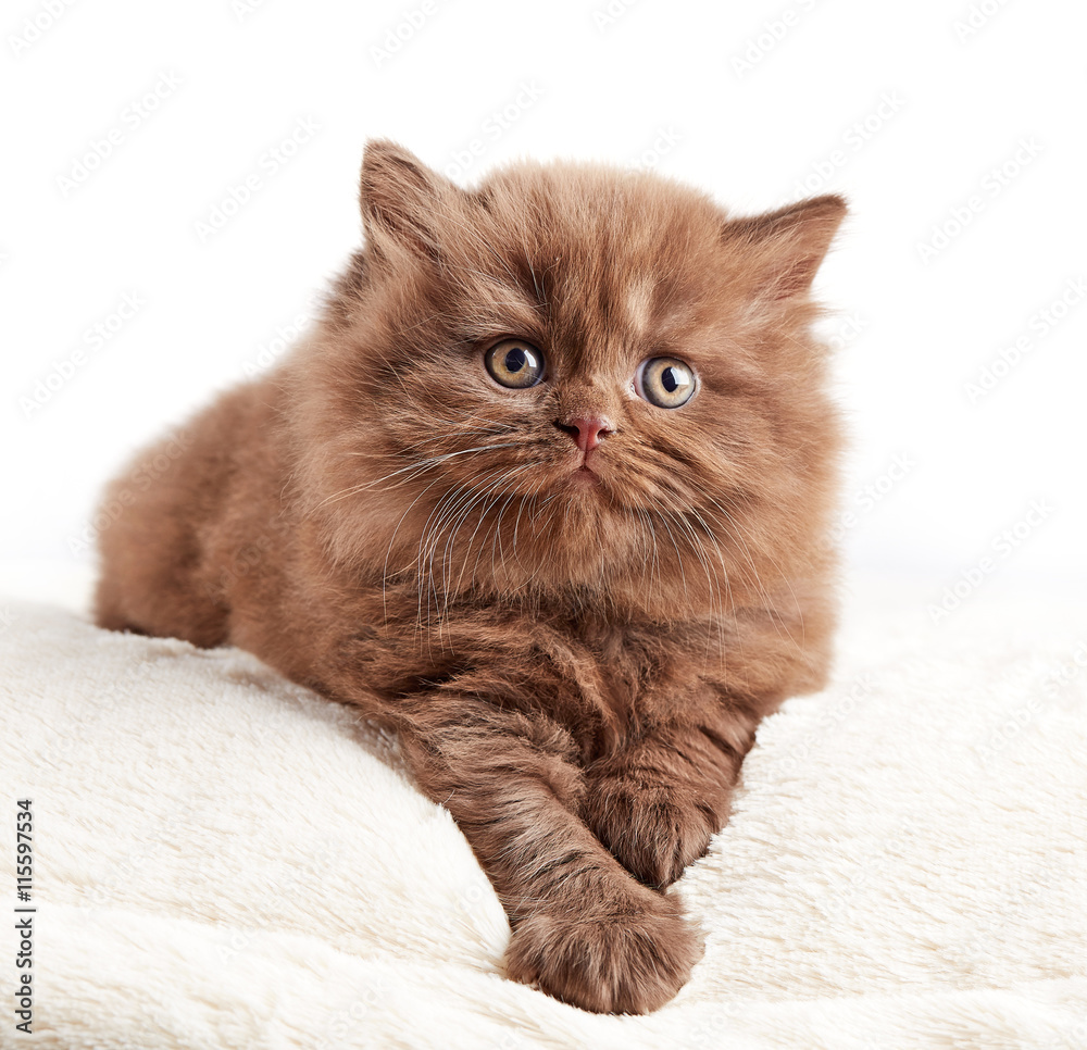 british long hair kitten