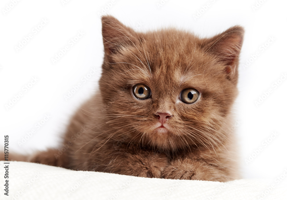 portrait of brown british kitten