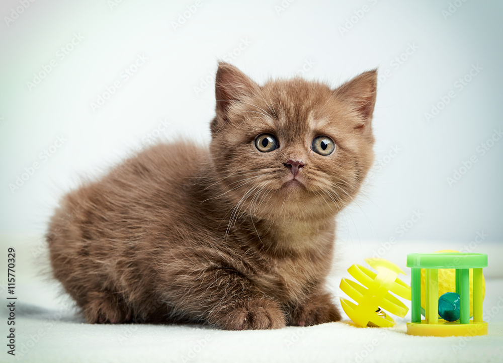 棕色英国小猫画像