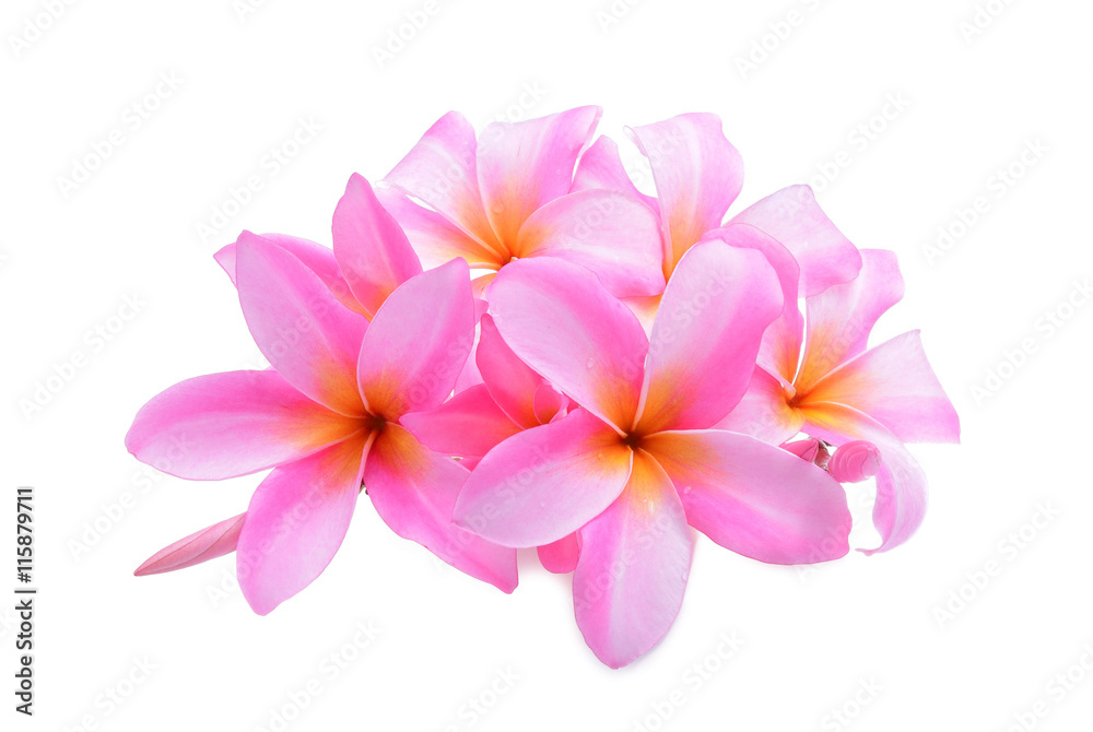 热带花卉粉色鸡蛋花/带水的李子花