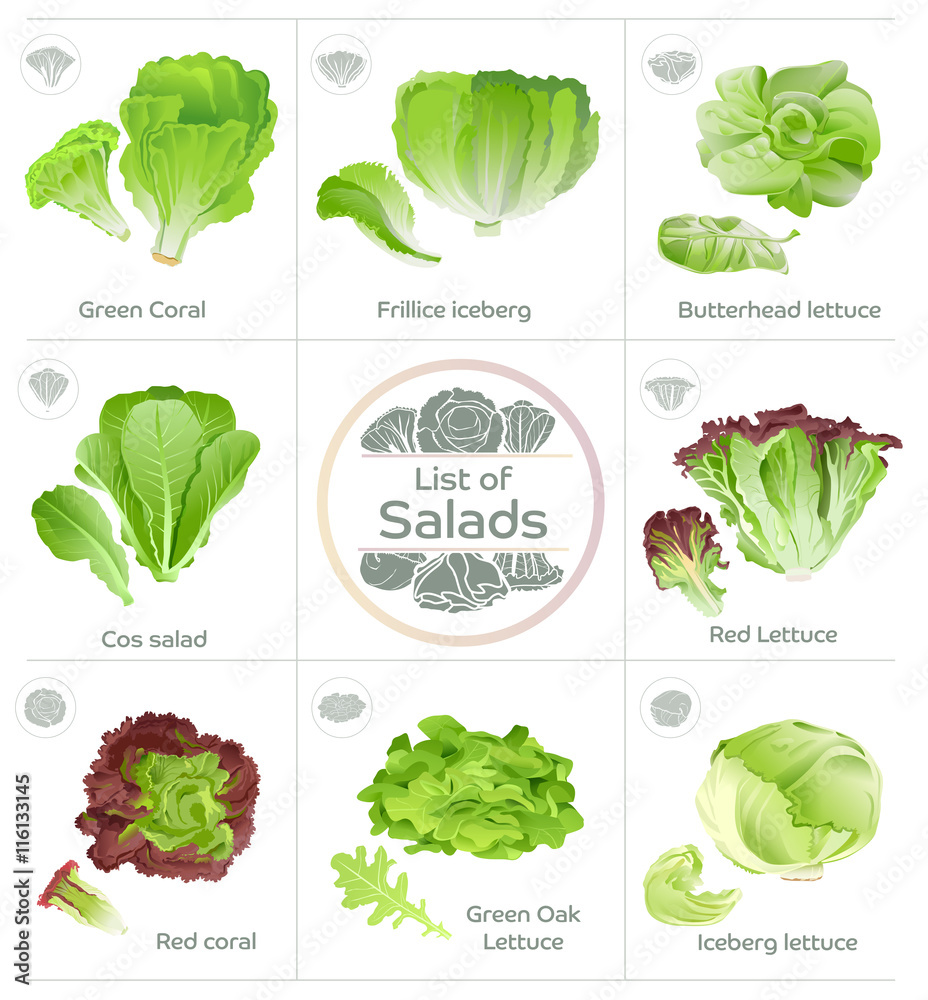沙拉蔬菜和图标矢量列表。受欢迎的食用生菜。水培系统产品。