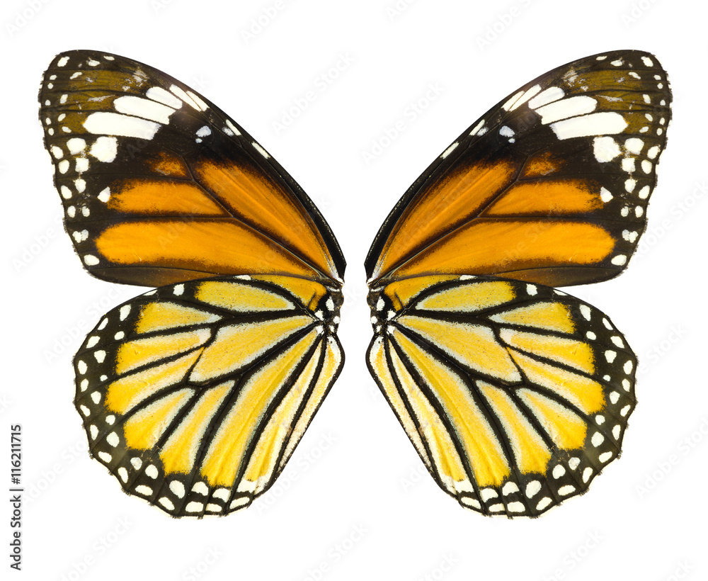 白色背景上孤立的蝴蝶翅膀，普通虎蝶，Danaus Genutia，帝王黄油