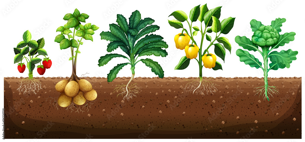 多种蔬菜地上种植