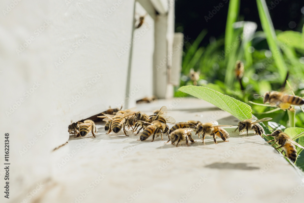 养蜂，蜜蜂在前蜂箱入口处，蜂窝在木框架中