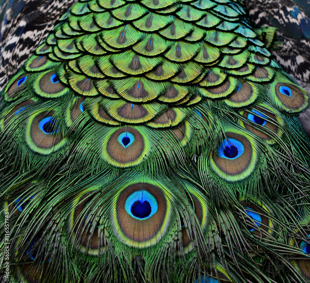 印度孔雀身上令人惊叹的天鹅绒绿色和蓝色斑点