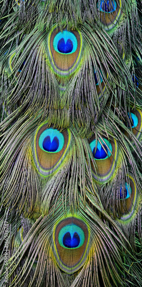 印度孔雀或花丝上奇异的天鹅绒绿色和蓝色斑点