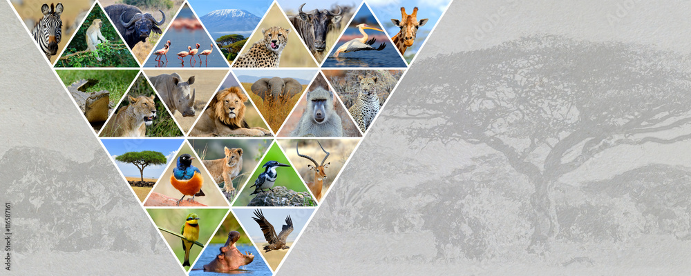 非洲动物图片拼贴。旅行概念