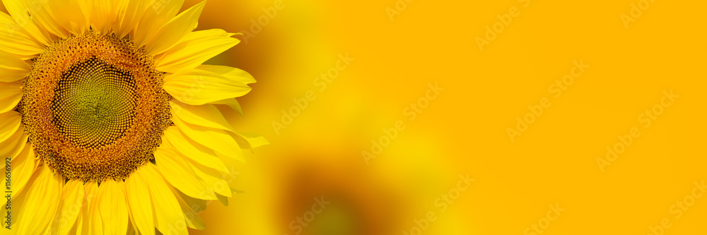 黄色向日葵背景