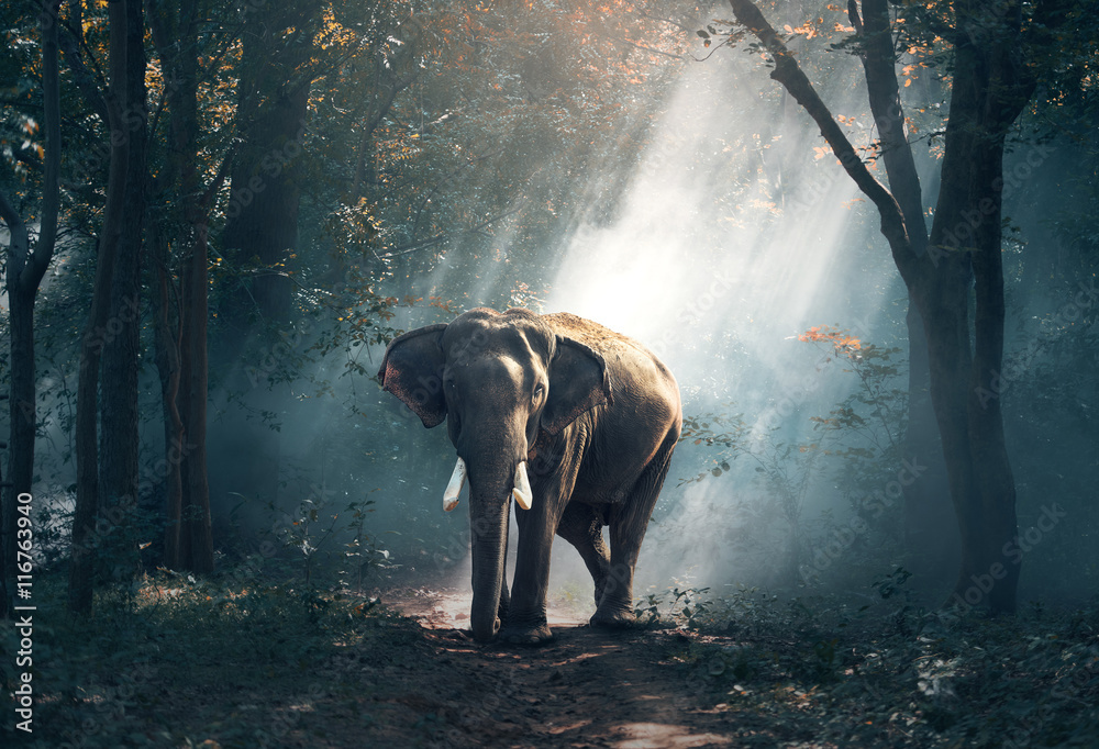 森林中的大象