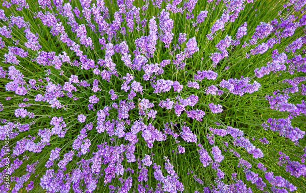 Beautiful lavender blossoms in detail
