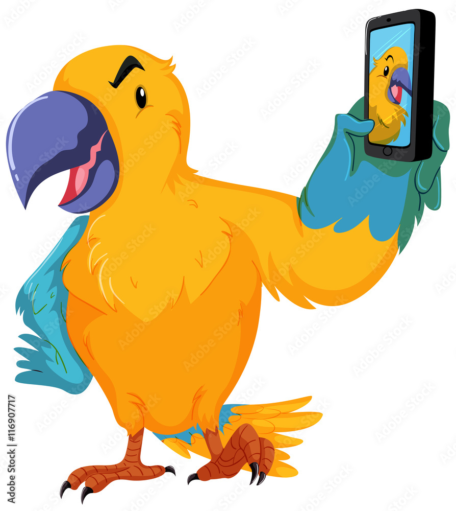 鹦鹉用手机拍照