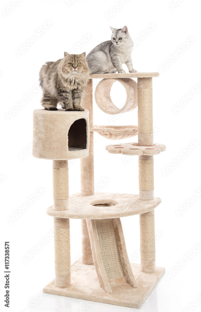 可爱的猫躺在猫塔上