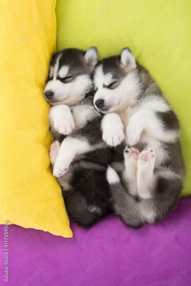 可爱的两只西伯利亚哈士奇小狗睡在床上