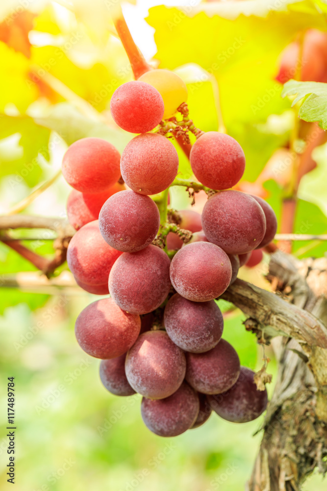 葡萄园里的成熟葡萄，在秋天