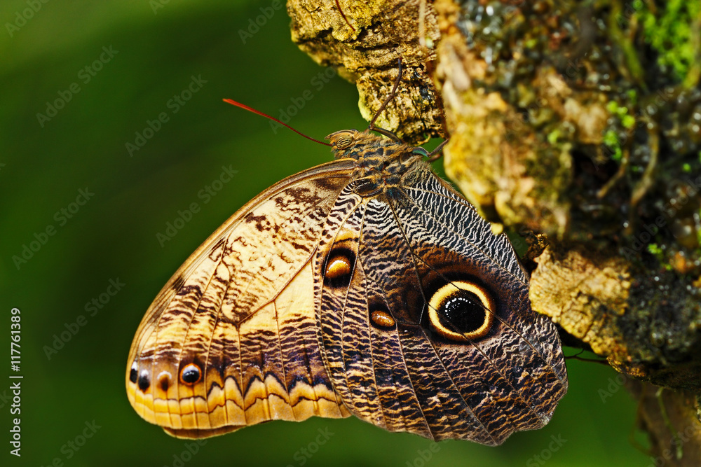 Butterfly in the green forest. Beautiful butterfly Blue Morpho, Morpho peleides, in habitat, with da
