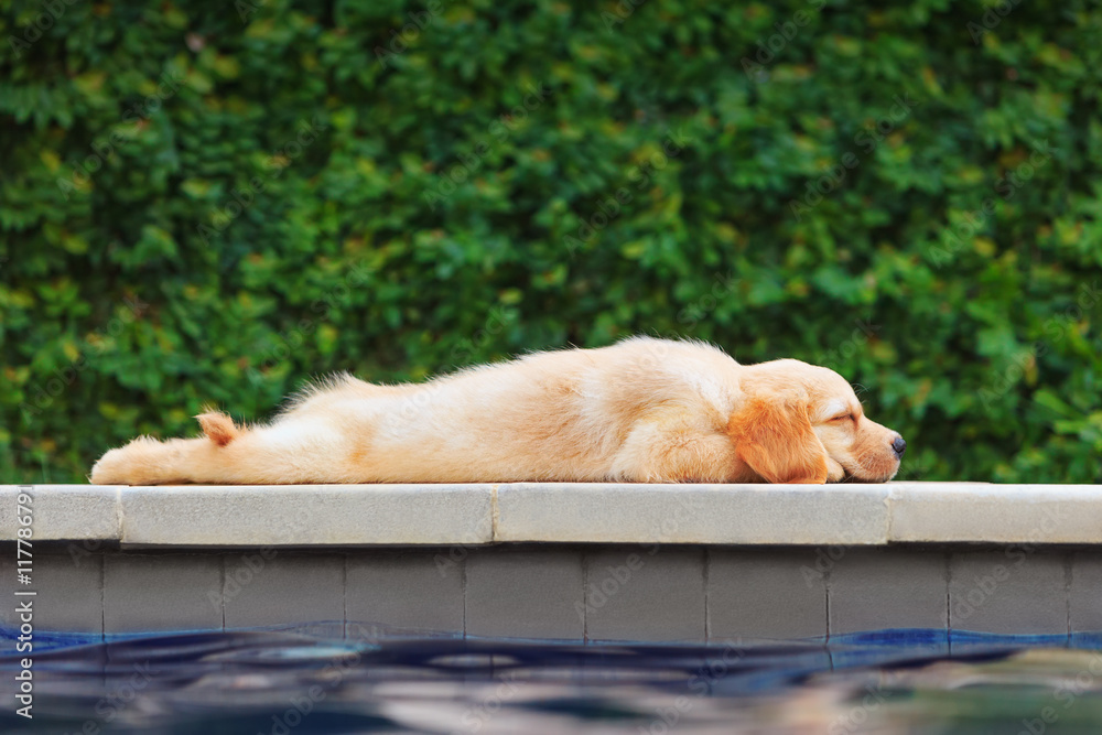懒洋洋的小金毛寻回犬拉布拉多小狗躺在游泳池边的有趣照片。Tr