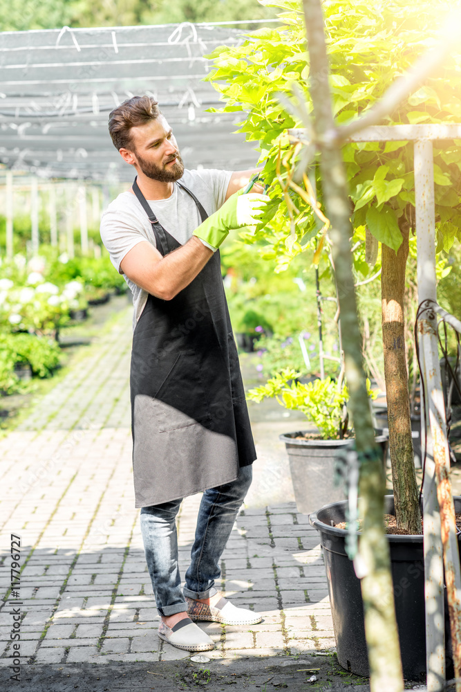 穿着黑色围裙的英俊园丁在温室里修剪一棵树。种植和照顾gr