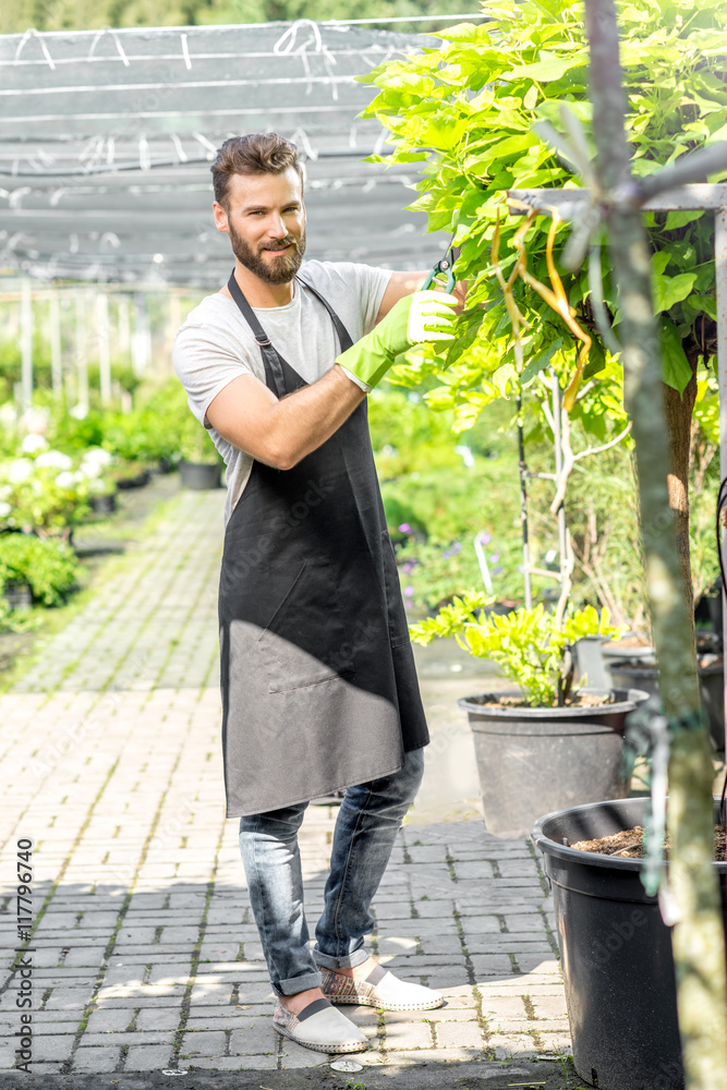 穿着黑色围裙的英俊园丁在温室里修剪一棵树。生长和照顾gr