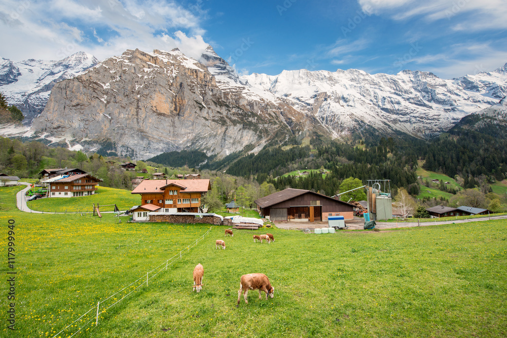 奶牛和农舍与瑞士阿尔卑斯雪山在瑞士