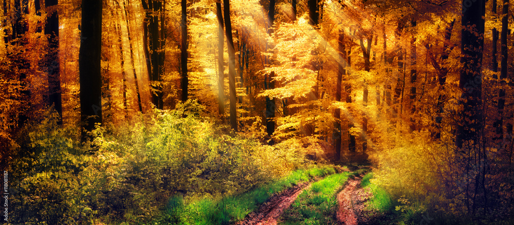 Schöner Wald im Herbst, Lichtstrahlen fallen auf einen Waldweg