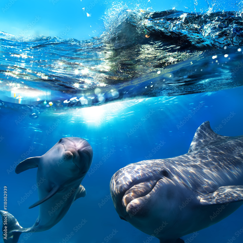 两只海豚在水下，并打破了上面飞溅的波浪