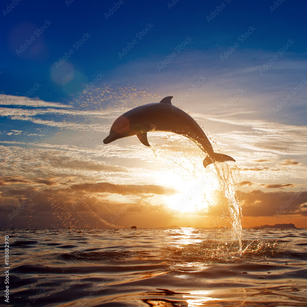 美丽的海豚从灿烂的日落海面跳跃