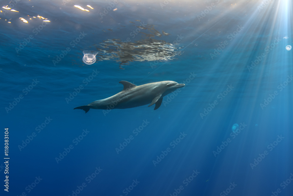 热带海景，野生海豚在阳光下靠近海面游泳