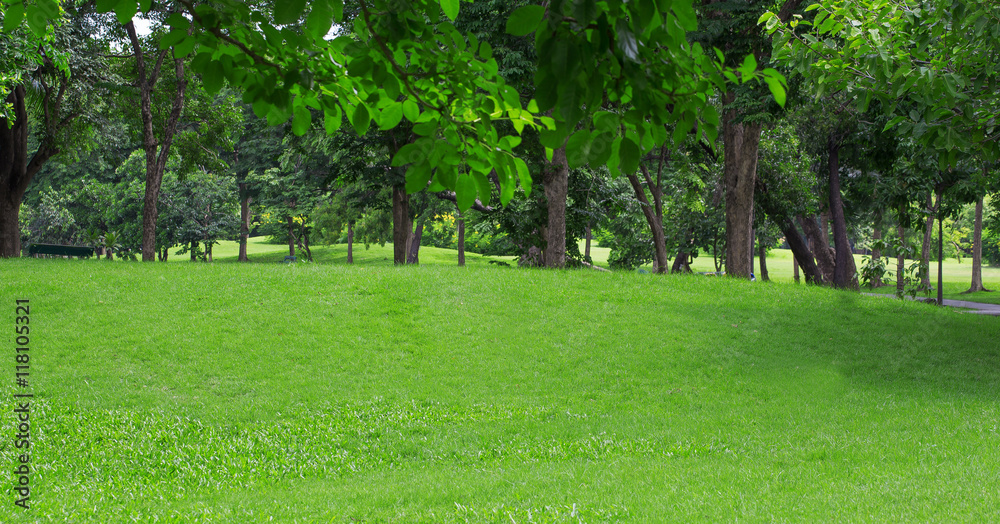宽敞城市公园的绿色草坪