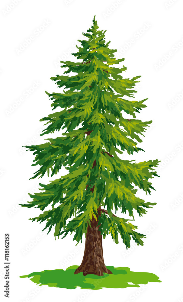 Vector drawing of fir tree