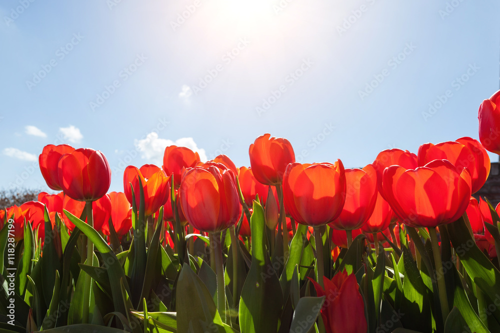 美丽的红色郁金香映衬着蓝天，五颜六色的花朵。