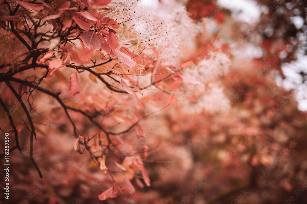 Beautiful autumn nature background with colorful leaves on branch in soft focus. Abstract. Vintage t