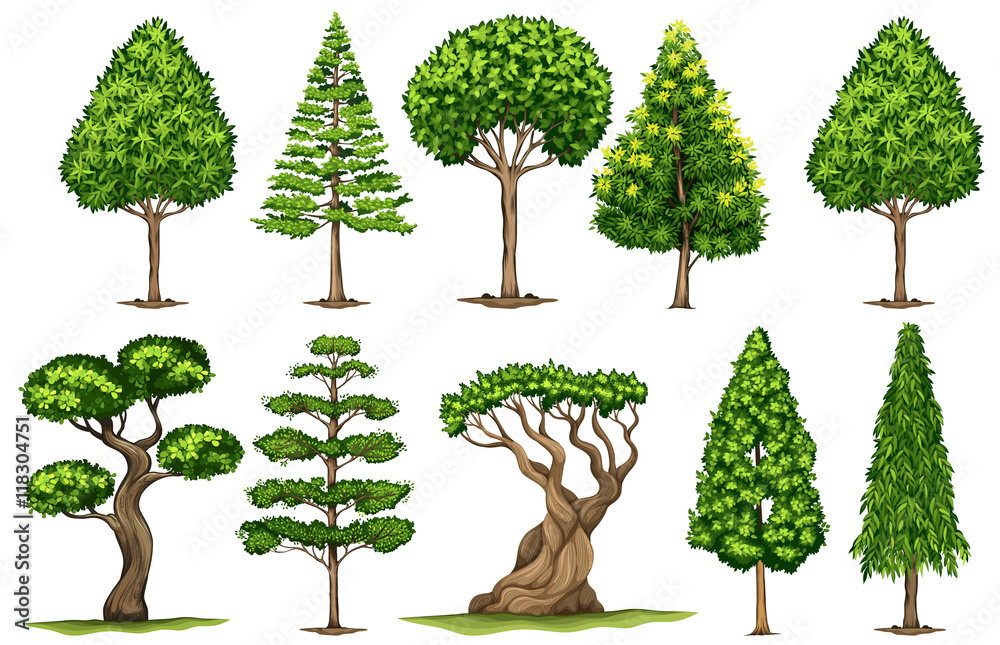 不同类型的树木