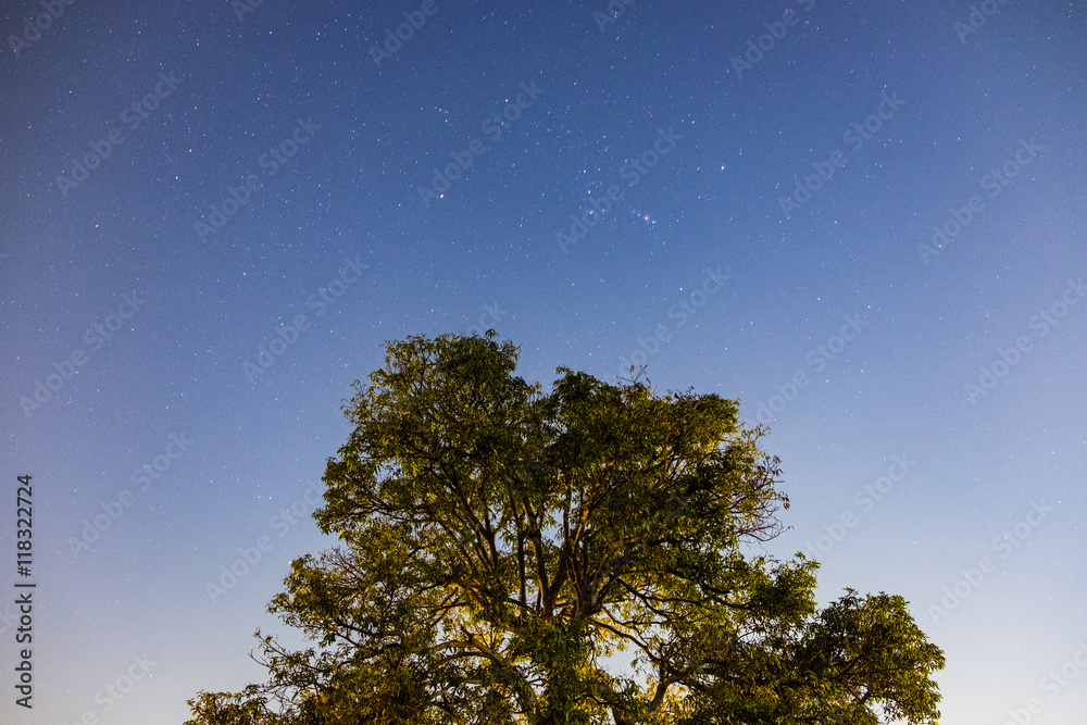 树芒果顶夜空星光熠熠