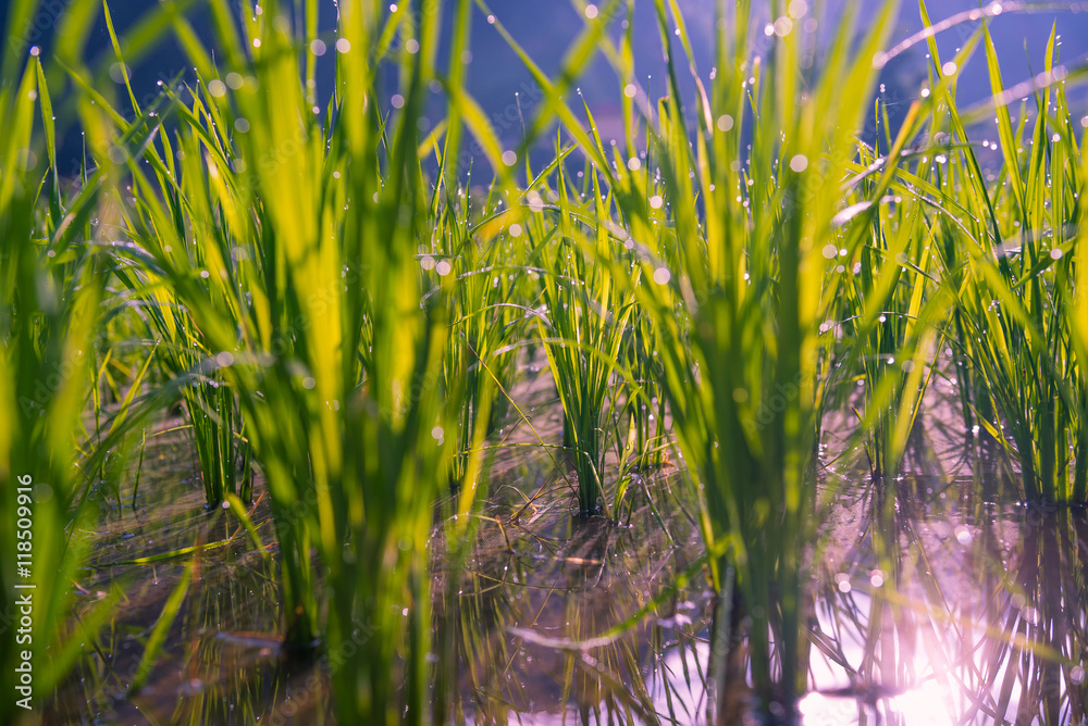 SAPA越南美丽的稻田梯田。