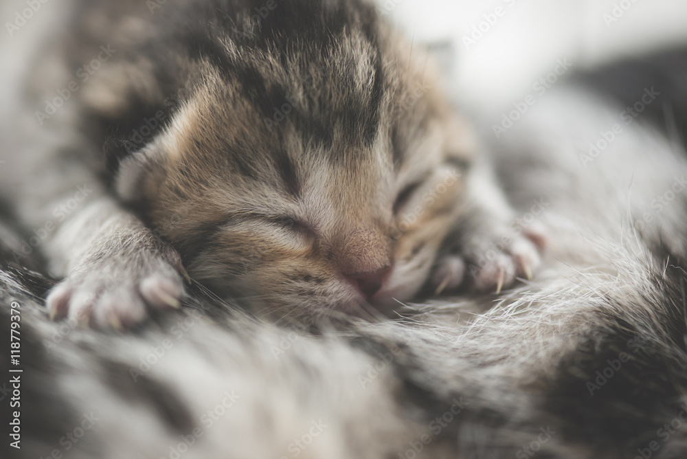 可爱的新生虎斑小猫与妈妈睡觉