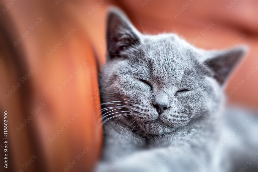 躺在皮沙发上的年轻可爱的猫。蓝灰色皮毛的英国短毛小猫